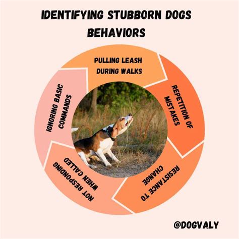 Stubborn Dog Behavior