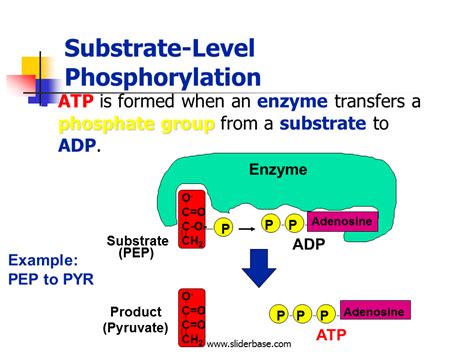 Substrate-Level Phosphorylation