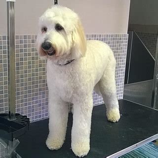 Sue's Dog Grooming