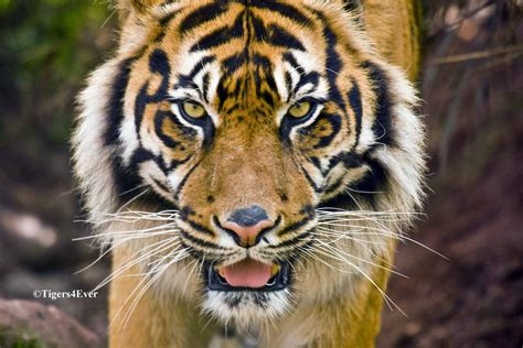 Sumatran Tiger