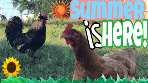 ^ Download Pdf Summer Chickens (and a Velvet Web) Books