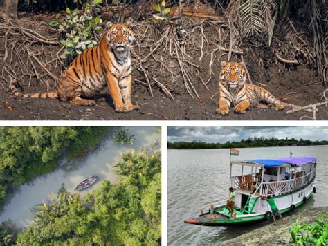 Sundarban Tour Packages | Manna Da