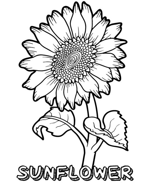 Sunflower Printable Coloring Pages
