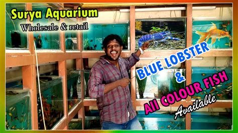 Surya Aquariums & Kennel