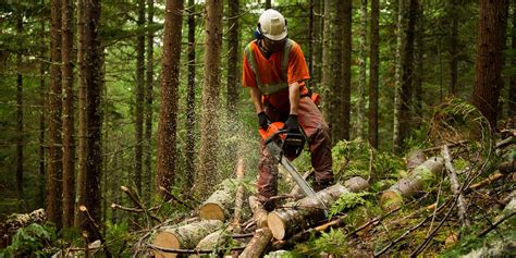 Sw forestry & tree surgery