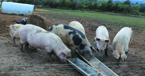 Swajas Pig Farm
