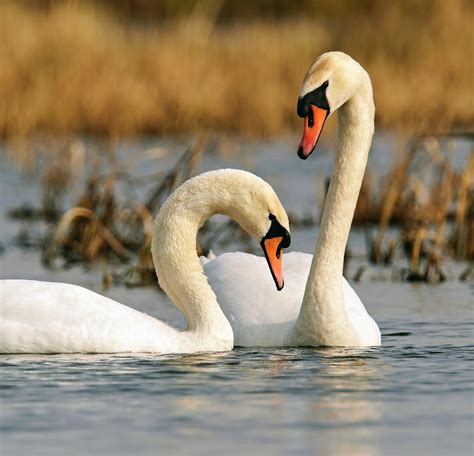 Swans & Friends Bird Rescue