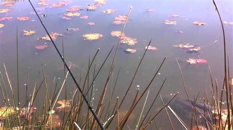 Swansea Angling Club Lakes