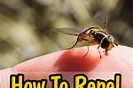 Sweat Bee Repellent