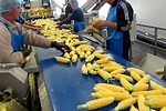 Sweet Corn Processing