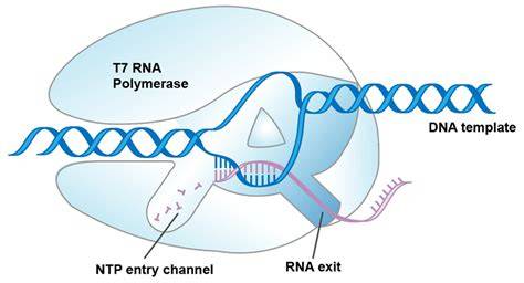 T7 Rna Polymerase Replicates Rna Template