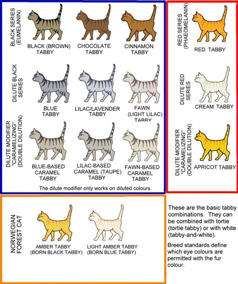 Tabby Cat Color Chart