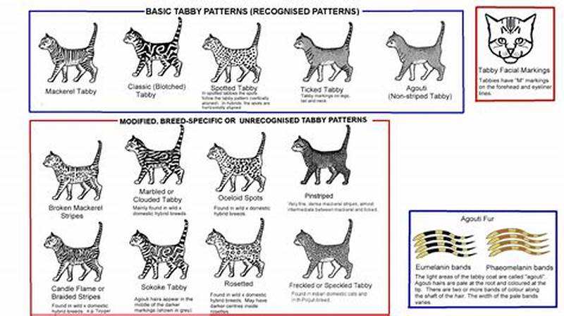 Tabby Pattern Types