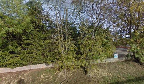 Tall Charlie à Cologne