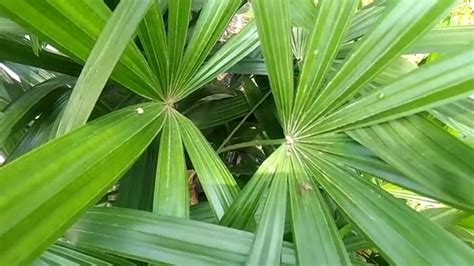 Tanaman Palm Hias: Peluang Bisnis Menjanjikan di Indonesia