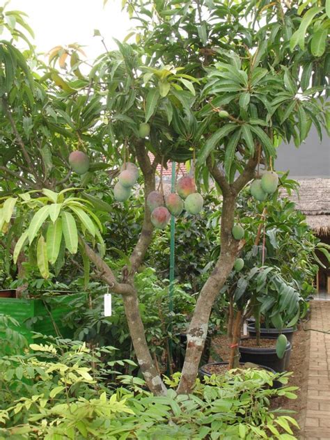 Tanaman buah tropis tumbuh dan berbuah Cepat 0878-7965-6383 Pak Maman