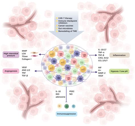 Targeting the Tumor Microenvironment: A Promising New Approach