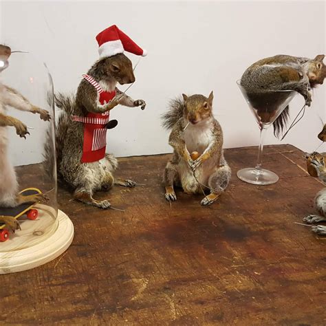 Taxidermy. All Creatures Great And Stuffed. Ethical Taxidermy. Teresa Walsh