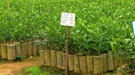 Tea Nursery & another plants (BANDIRAGACHH Near ssk school)