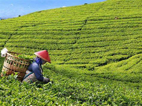 Tea Plantations in Cisanti Indonesia