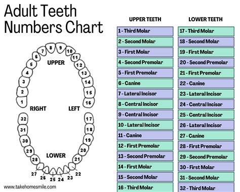 Teeth Chart Numbered