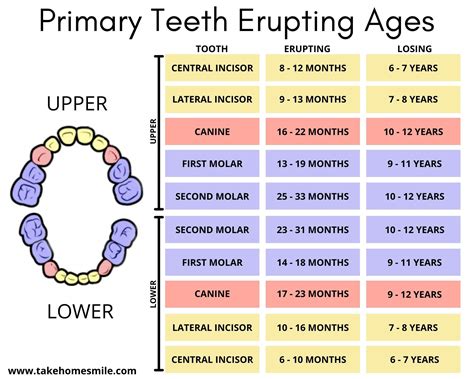 Teeth Development Chart
