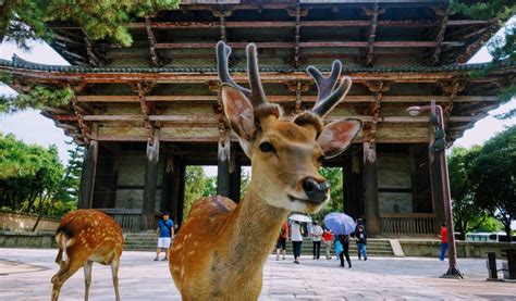 Tempat Wisata Populer di Jepang - Nara