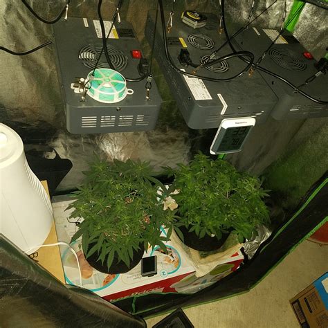 Temperature Fluctuations in a Grow Tent