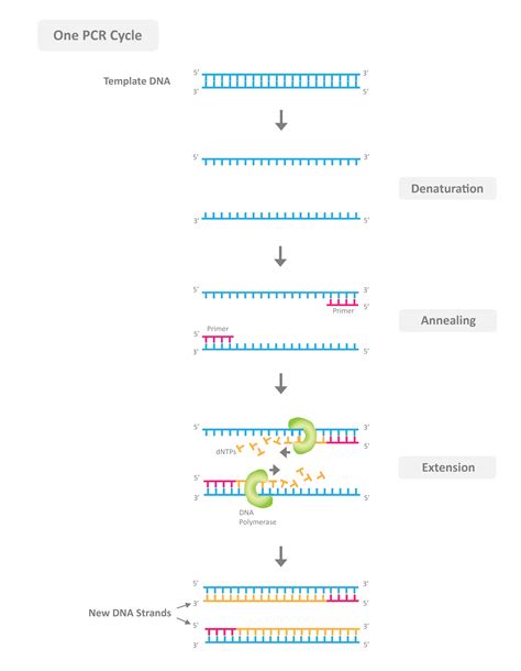 Template Dna For Pcr