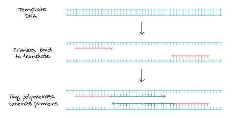 Template Dna Pcr