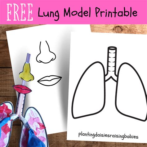 Template For Lung Model Activity