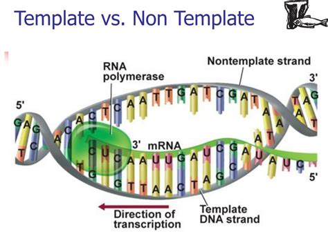 Template Strand And Non Template Strand