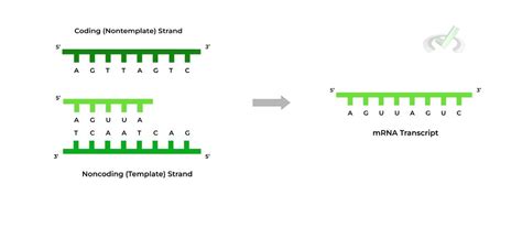 Template Strand For Transcription