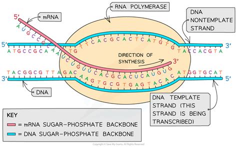 Template Strand In Transcription