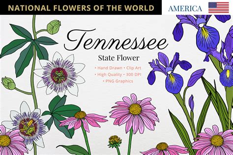 Tennessee-State-Flower
