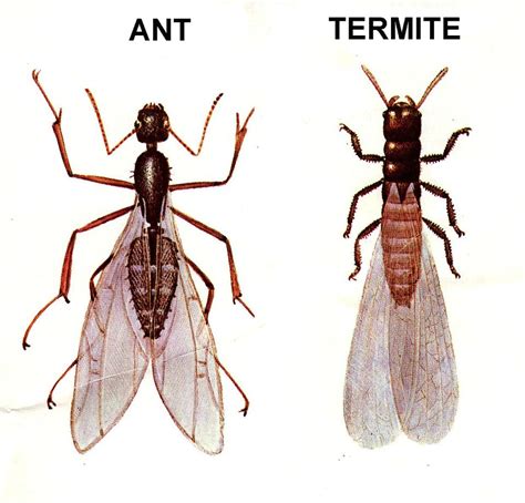 Versus Ants
