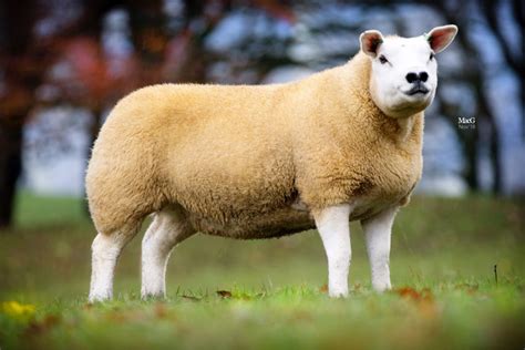 Texel Sheep Society Ltd