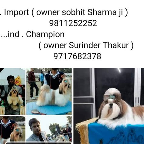 Thakur dogs Kennel