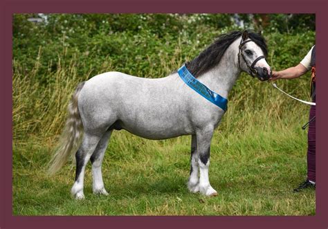 Thamesbourne Welsh Pony Stud