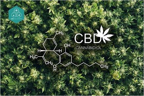 The Benefits and Effects of CBD & THC Gummies: A Comprehensive Guide