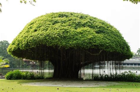 The Banyan Tree Naktidih