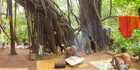 The Banyan tree to arombol