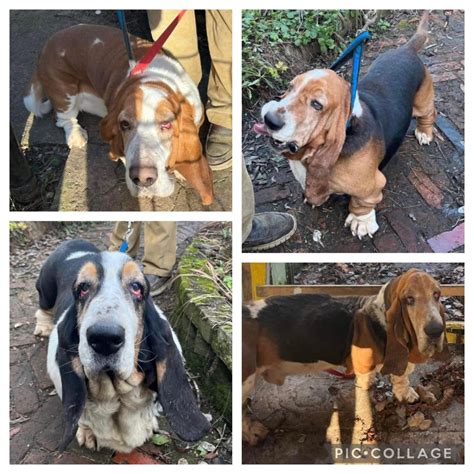 The Basset Rescue Network of Great Britain