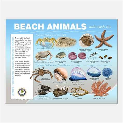 The Beachfront Offers a Variety of Species