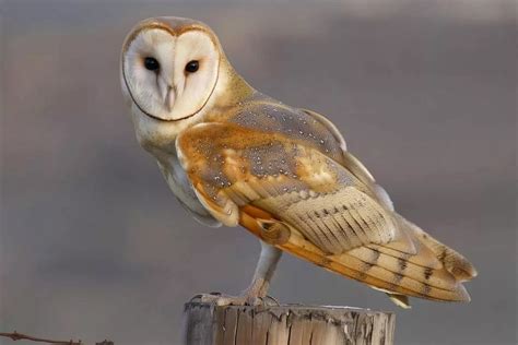 The Bird Barn à Jugon-les-Lacs