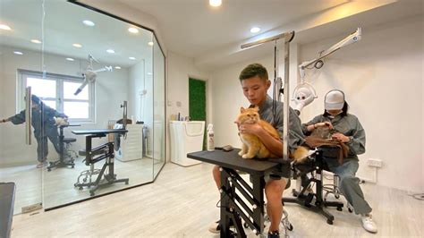 The Cat Spa Cat Grooming Studio