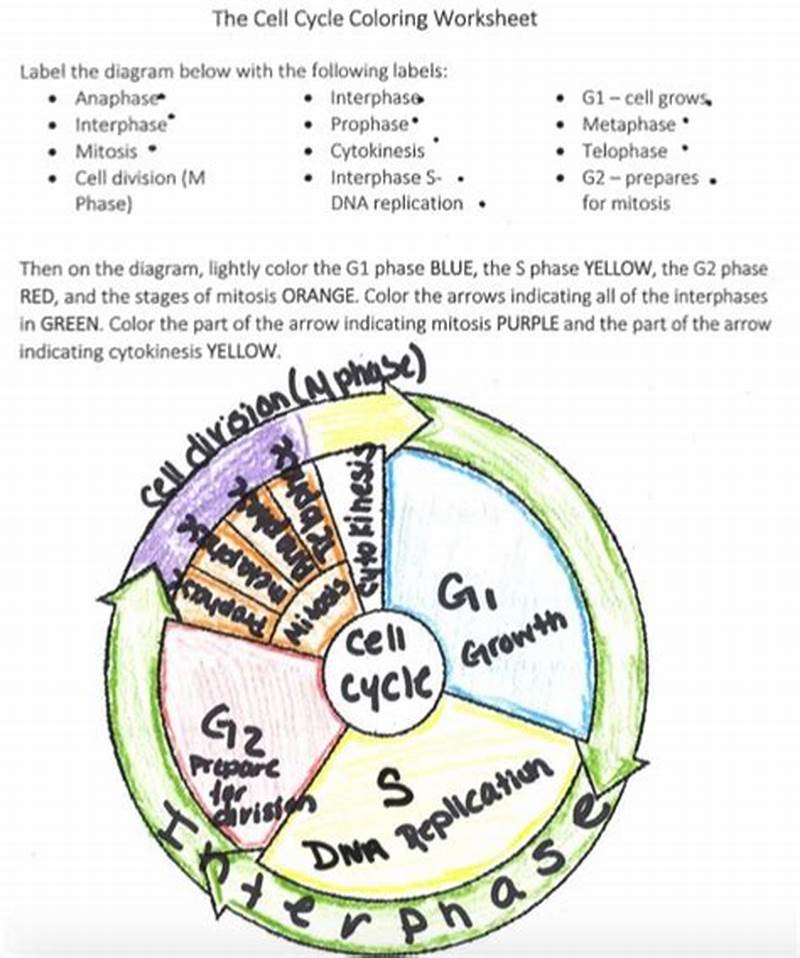 The Cell Cycle Coloring Worksheet Questions Answer Key