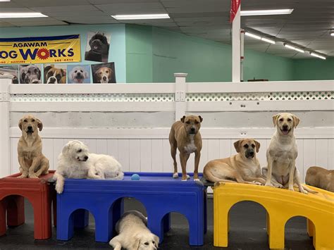 The Dogworks - Canine Education & Wellbeing Centre