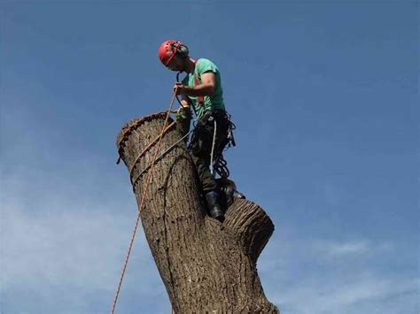 The Green Man Tree Services