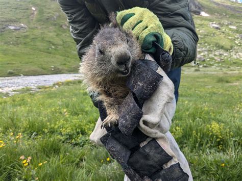 The Marmot à Tignes